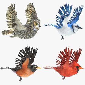 3D Animated Birds Set